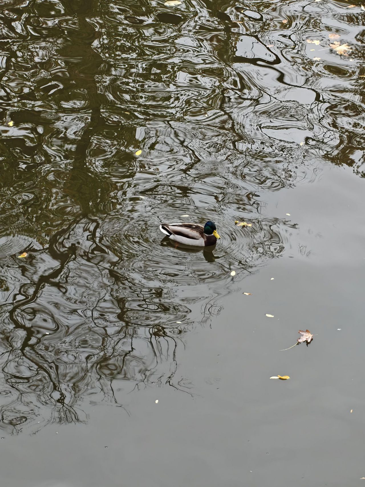 Fotografías tomadas con OnePlus 15