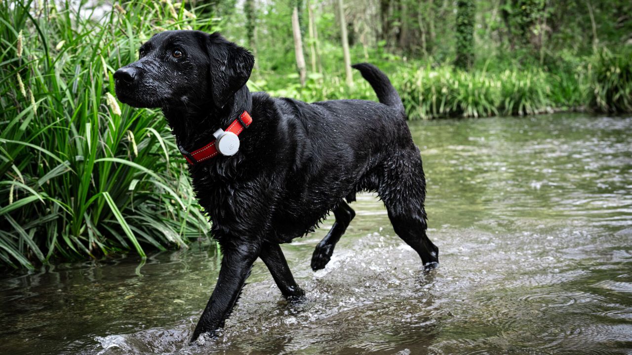 Vodafone Curve Pet Tracker Clip 
