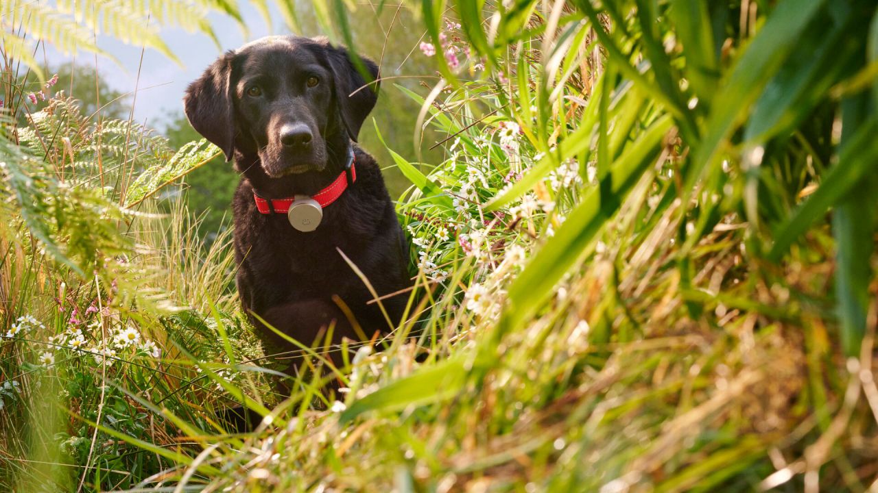 Vodafone Curve Pet Tracker Clip 