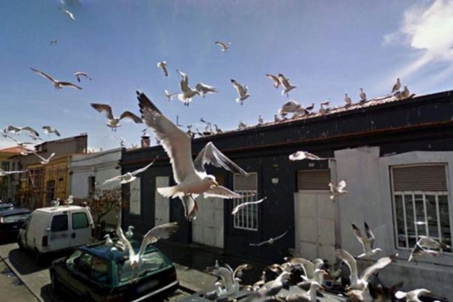 Varias gaviotas por la ciudad