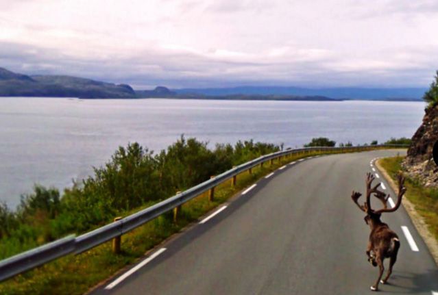 Aquí vemos a un reno corriendo por la carretera