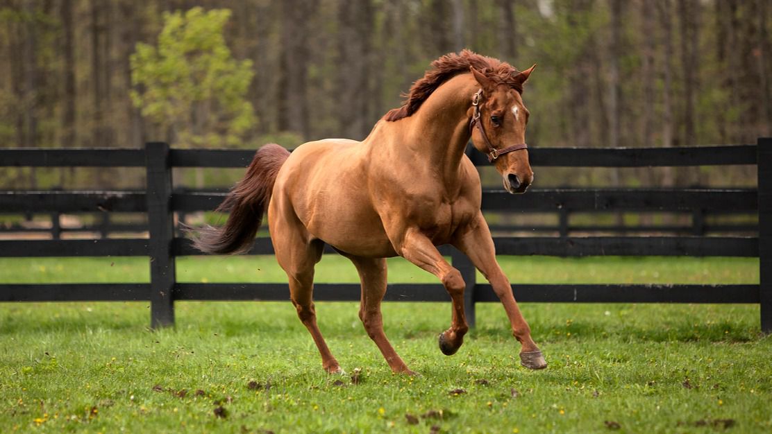 Presentan un caballo conectado en el CES de Las Vegas