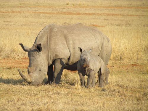 La tecnología se pone al servicio de los animales en Kenia