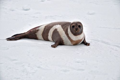 Foca listada en el Ártico