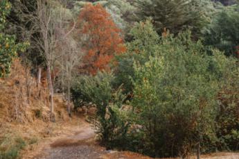 Madrid apuesta por la tecnología agrícola con un nuevo dron que detecta plagas y espanta aves