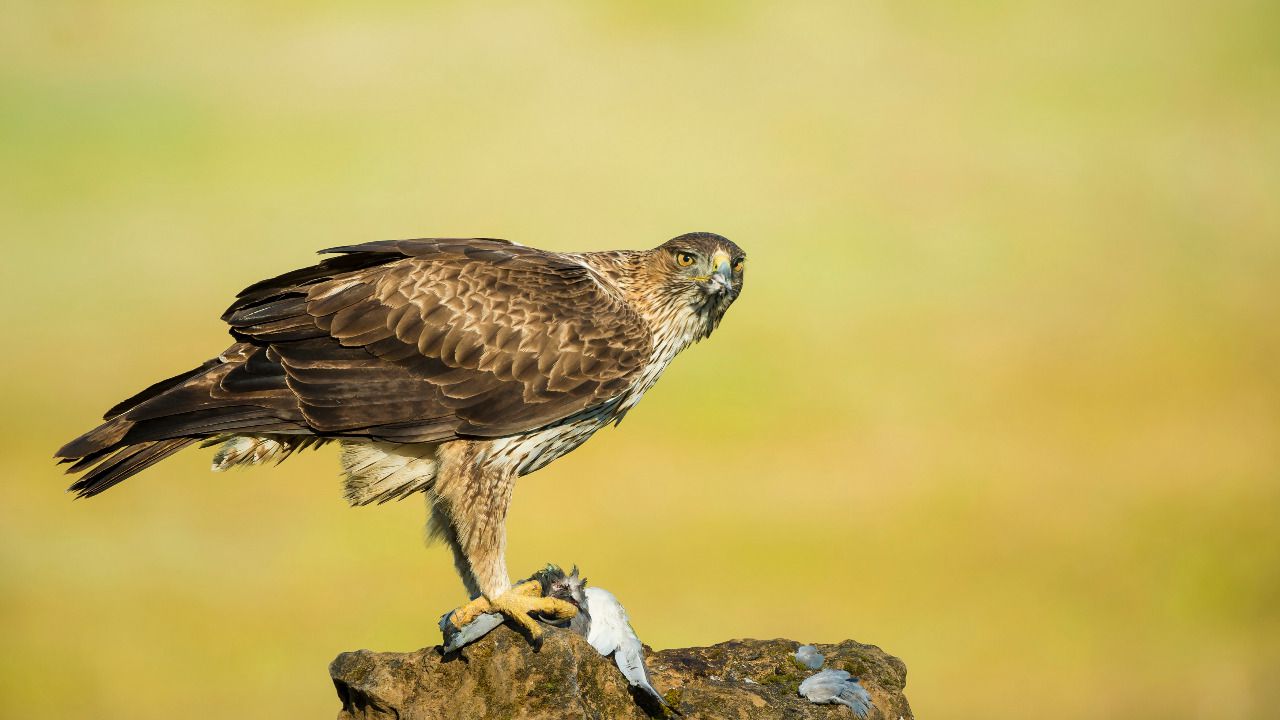 Águila perdicera