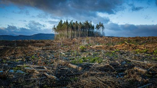 La ciencia del carbono: satélites y bosques en el centro de la lucha climática