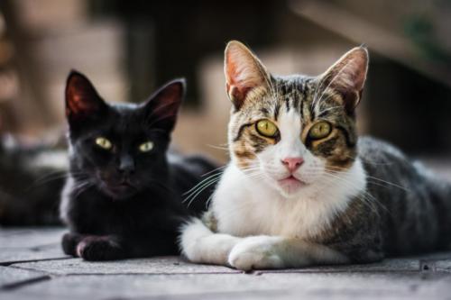Meow Metrics ayuda a los ayuntamientos a gestionar colonias felinas con datos y coordinación