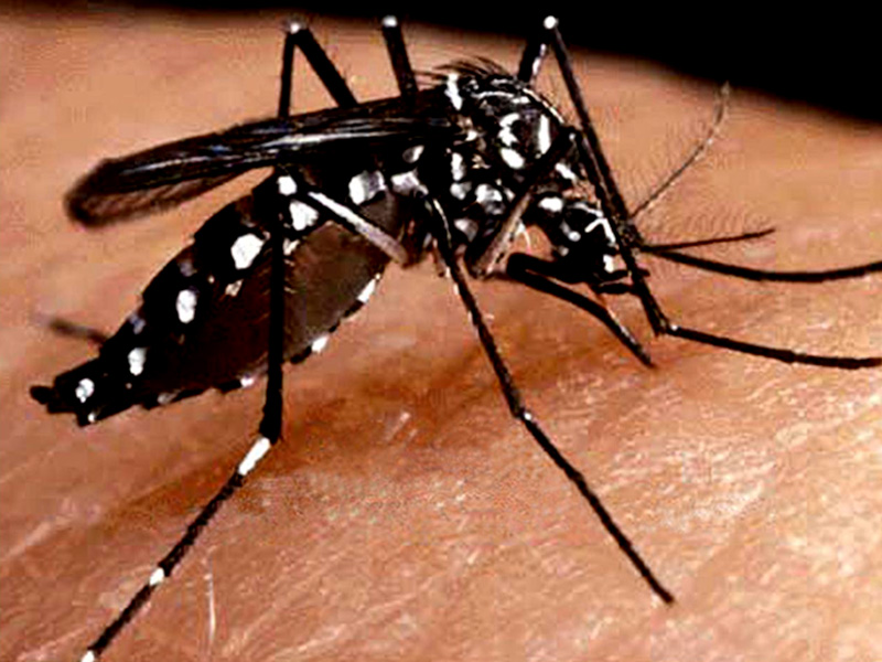 Perú intenta controlar en Dengue mediante una aplicación móvil