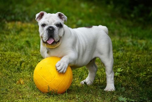 DogPhone permite a los perros iniciar una videollamada con sus dueños