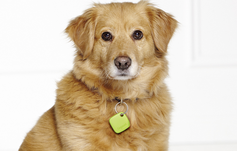 G-tag, un dispositivo para encontrar mascotas (o objetos) perdidos