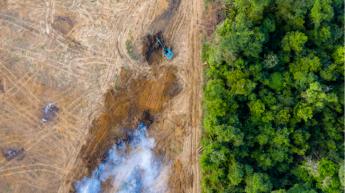 Hitachi Vantara y Rainforest Connection siguen trabajando para proteger los bosques tropicales utilizando la inteligencia artificial