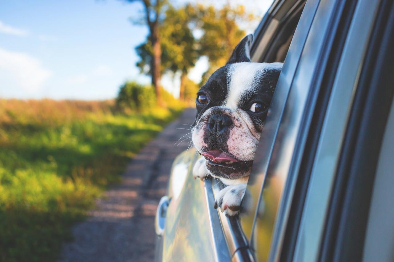 Las mascotas ya pueden viajar en Uber