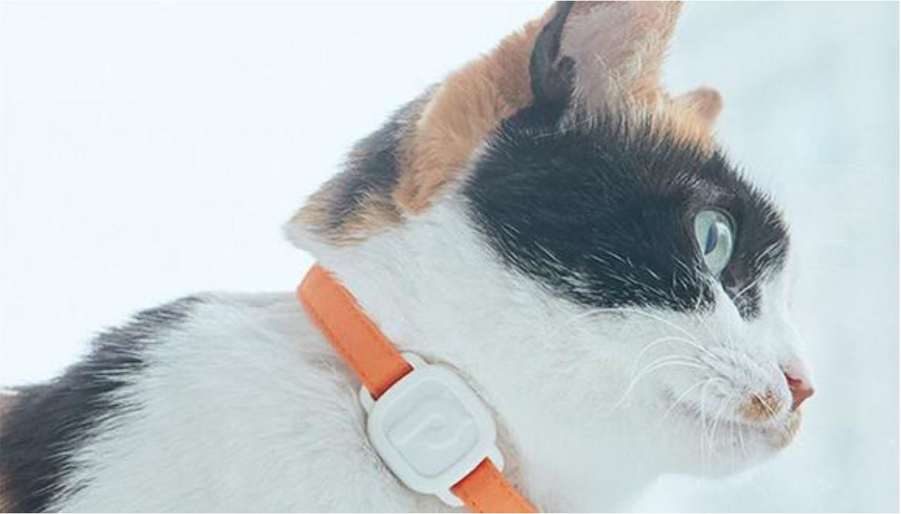 LavvieTAG puede medir la actividad física y los síntomas de enfermedades de los gatos. (Foto: PurrSong)