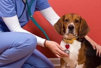 PawSquad, consultas de veterinario online