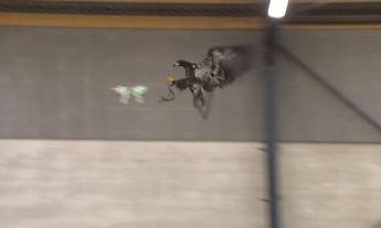 En Holanda entrenan águilas para atajar drones que vuelen ilegalmente