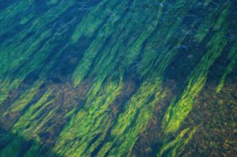 CGI y Project Seagrass unen fuerzas para salvar a las praderas marinas
