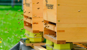 España se suma a la red de colmenas inteligentes para monitorizar el comportamiento de las abejas