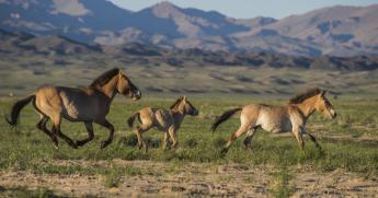 La inteligencia artificial puede evitar la extinción de los caballos salvajes