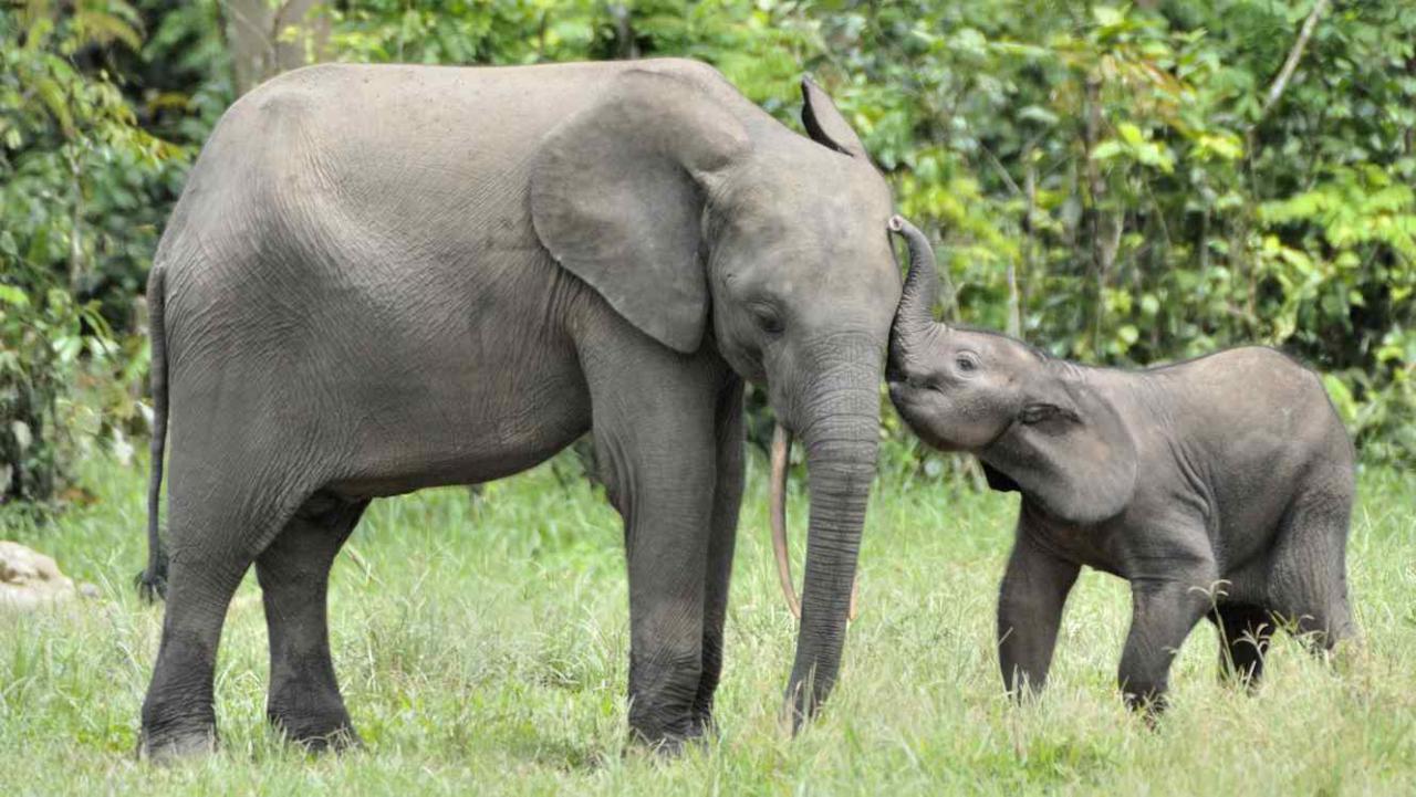 Cómo rastrear a los elefantes por medio de sus vibraciones