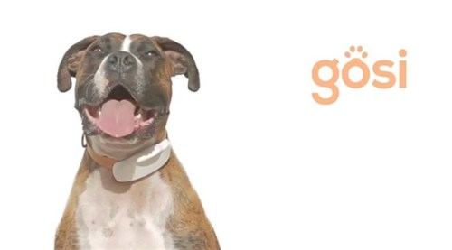 Gosi, el collar con GPS para mascotas hecho en España