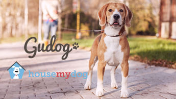 La española Gudog se fusiona con la británica HouseMyDog para expandirse por Europa