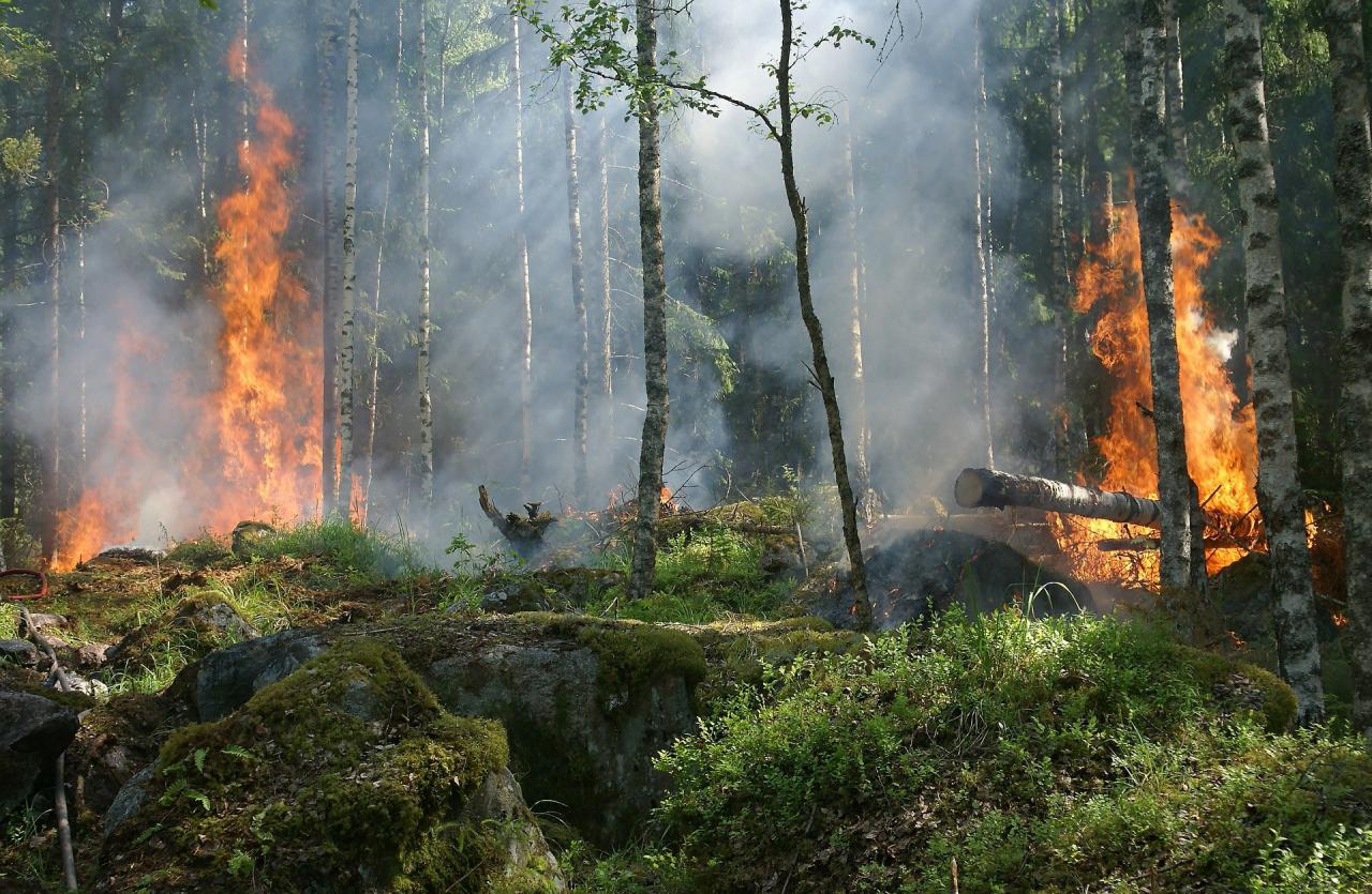 Detectar incendios utilizando la inteligencia artificial es posible gracias a Ericsson SmartForest