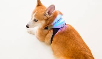 Inupathy, el ‘wearable’ para conectarnos con nuestra mascota