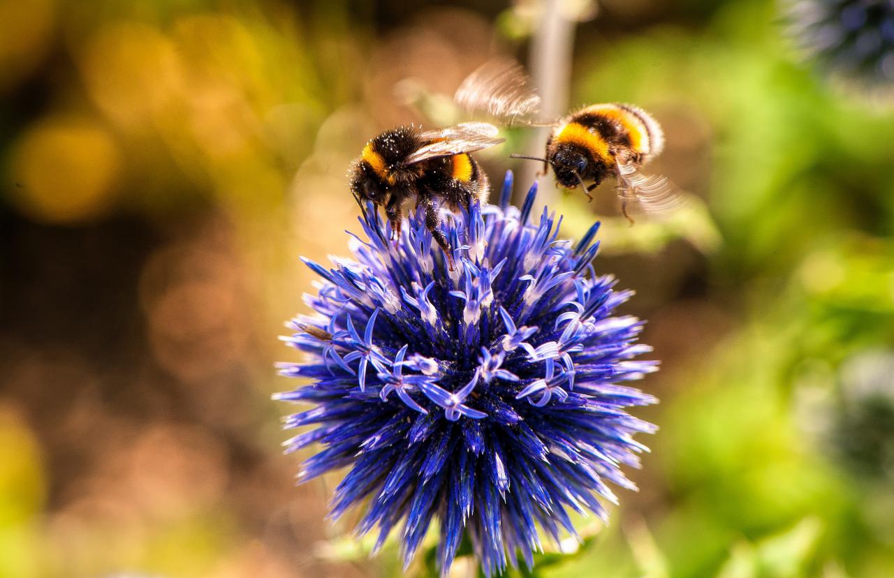 Tecnología satelital y 5G para asegurar la producción mundial de alimentos a través de la polinización de abejas