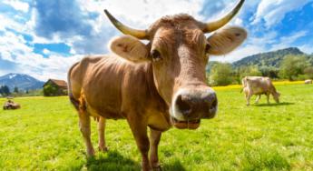 Los ganaderos se apoyan en la tecnológico para la detección de animales enfermos