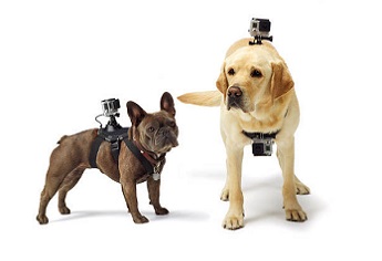 Fetch, el arnés con GoPro para tu mascota
