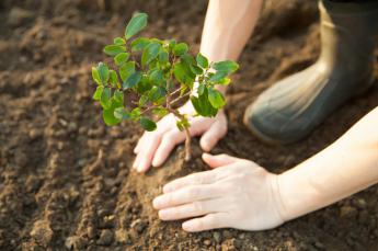 HP ayudará a reforestar 40 mil metros cuadrados de terreno calcinado en España