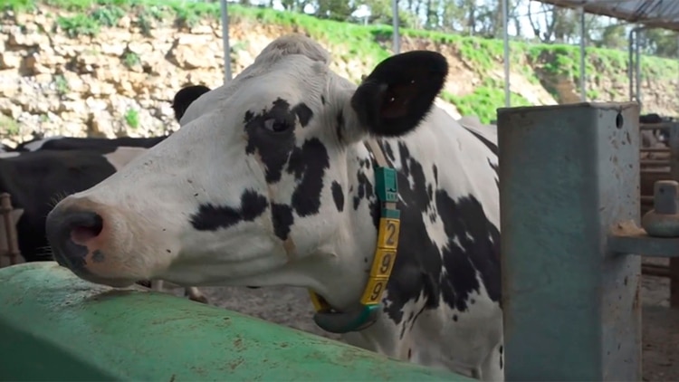 Vacas con 5G, la prueba de Huawei en una aldea suiza