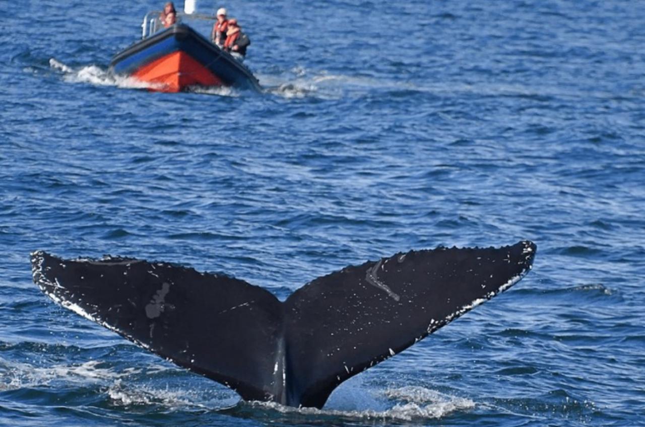 Tecnología para la protección de la vida marina en Irlanda