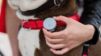 Vodafone actualiza su dispositivo Curve para las mascotas