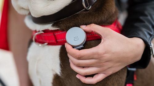 Vodafone actualiza su dispositivo Curve para las mascotas