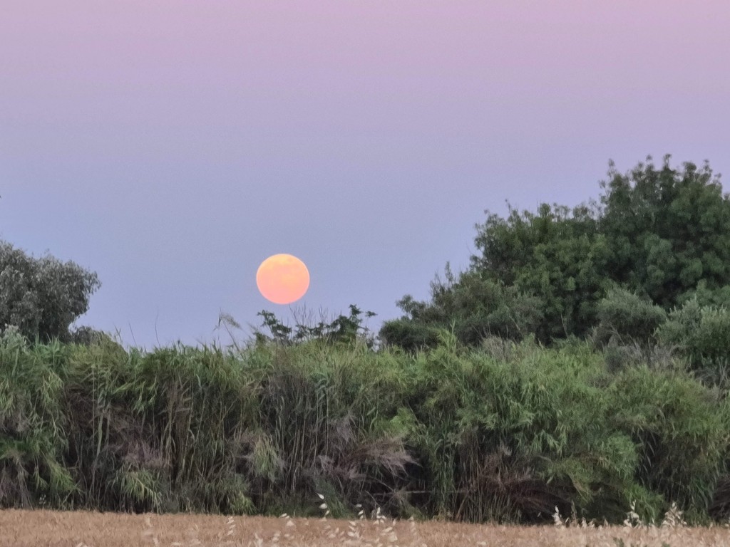 Luna de fresa 5/6/20